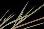 Needleleaf rosette grass